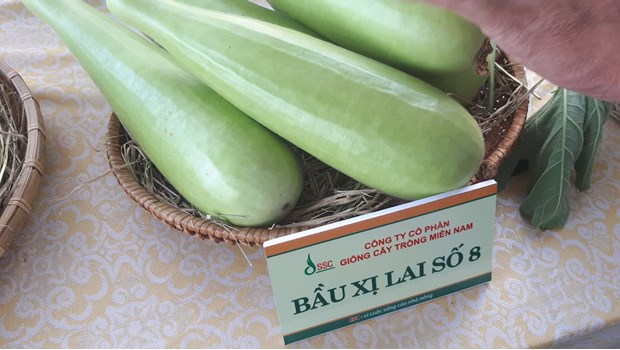 Bầu Xị Lai F1